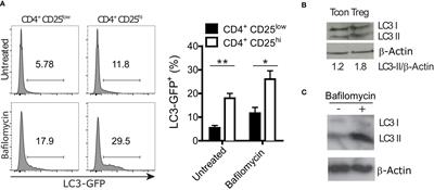 A Central Role for Atg5 in Microbiota-Dependent Foxp3+ RORγt+ Treg Cell Preservation to Maintain Intestinal Immune Homeostasis